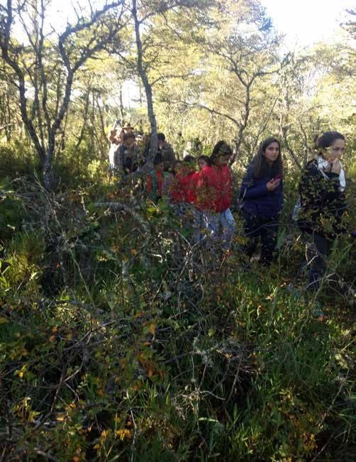 Actividades educativas en senderos de araucarias