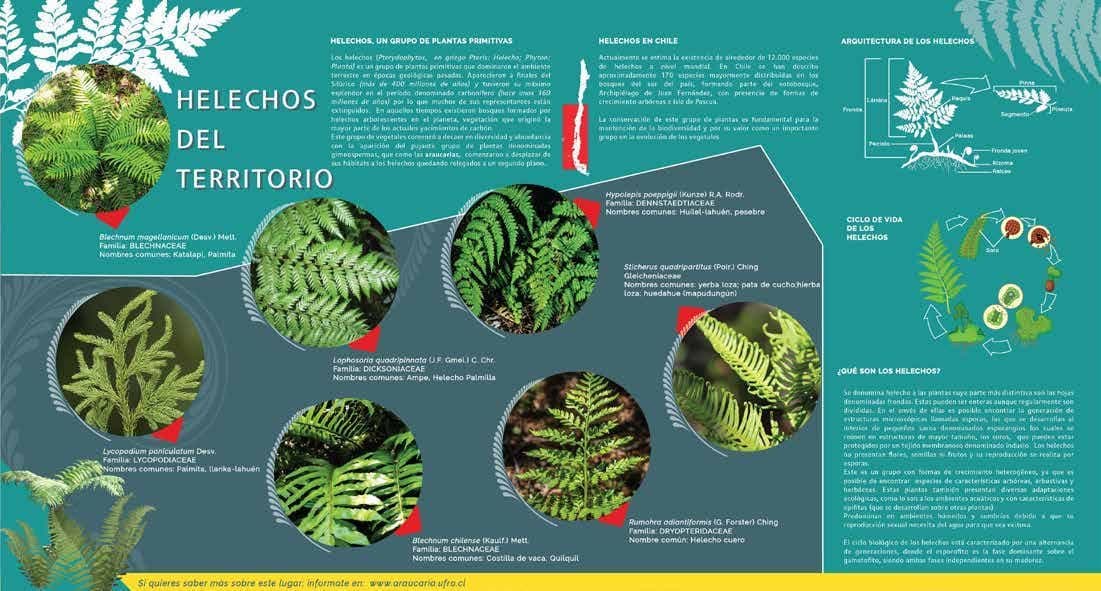 Helechos del BNP Las Araucarias