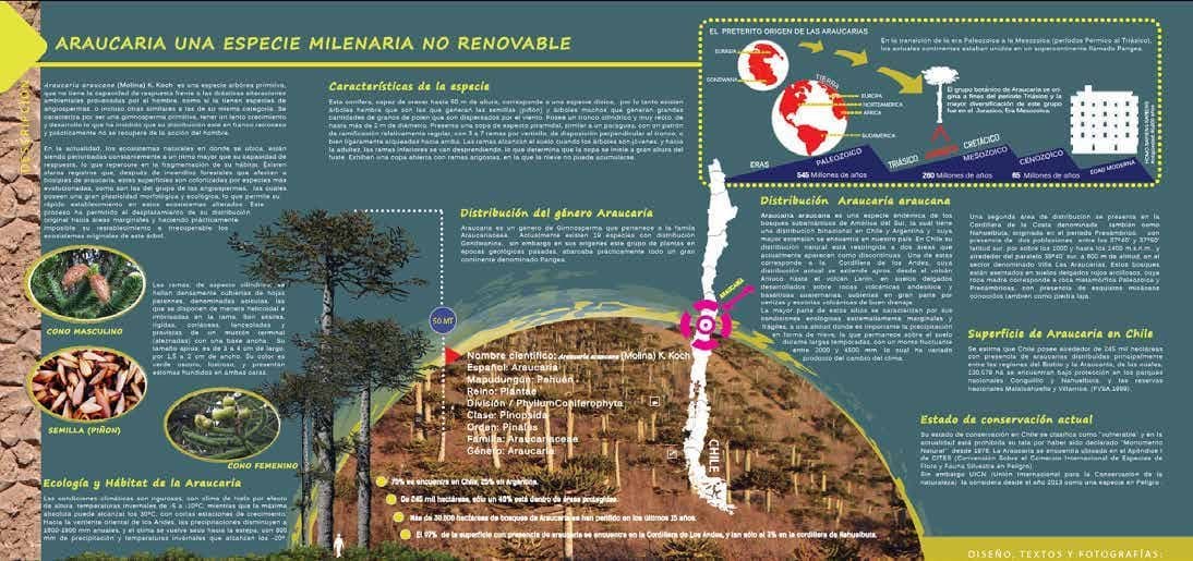 Infografía Araucaria