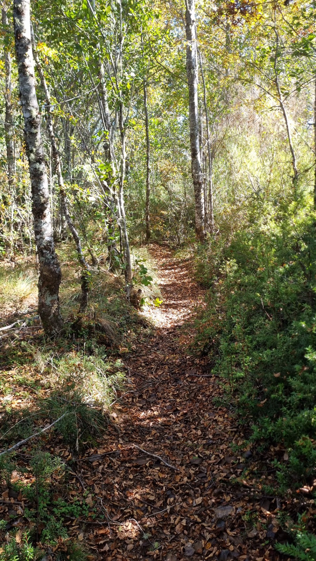 Sendero BNP Las Araucanías después de 8 Años