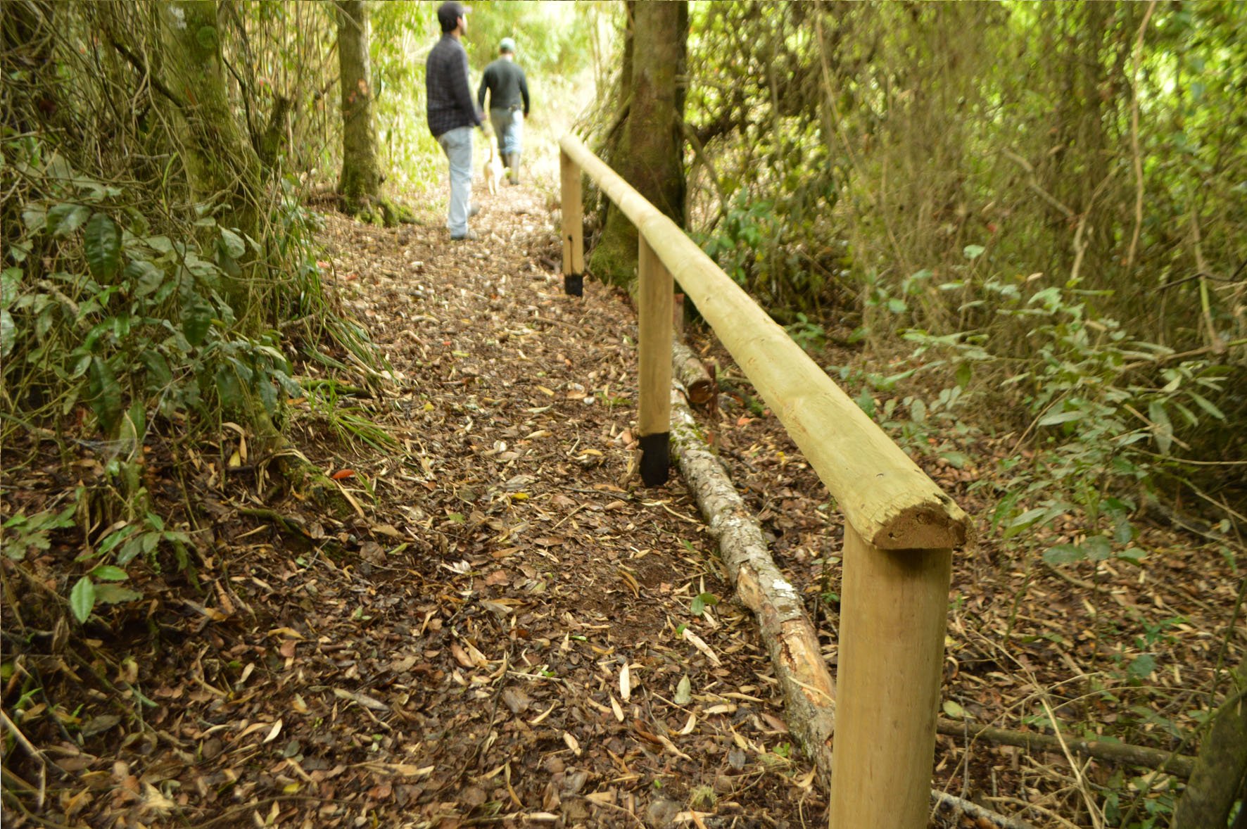Sendero los Musgos Parque Rucamanque
