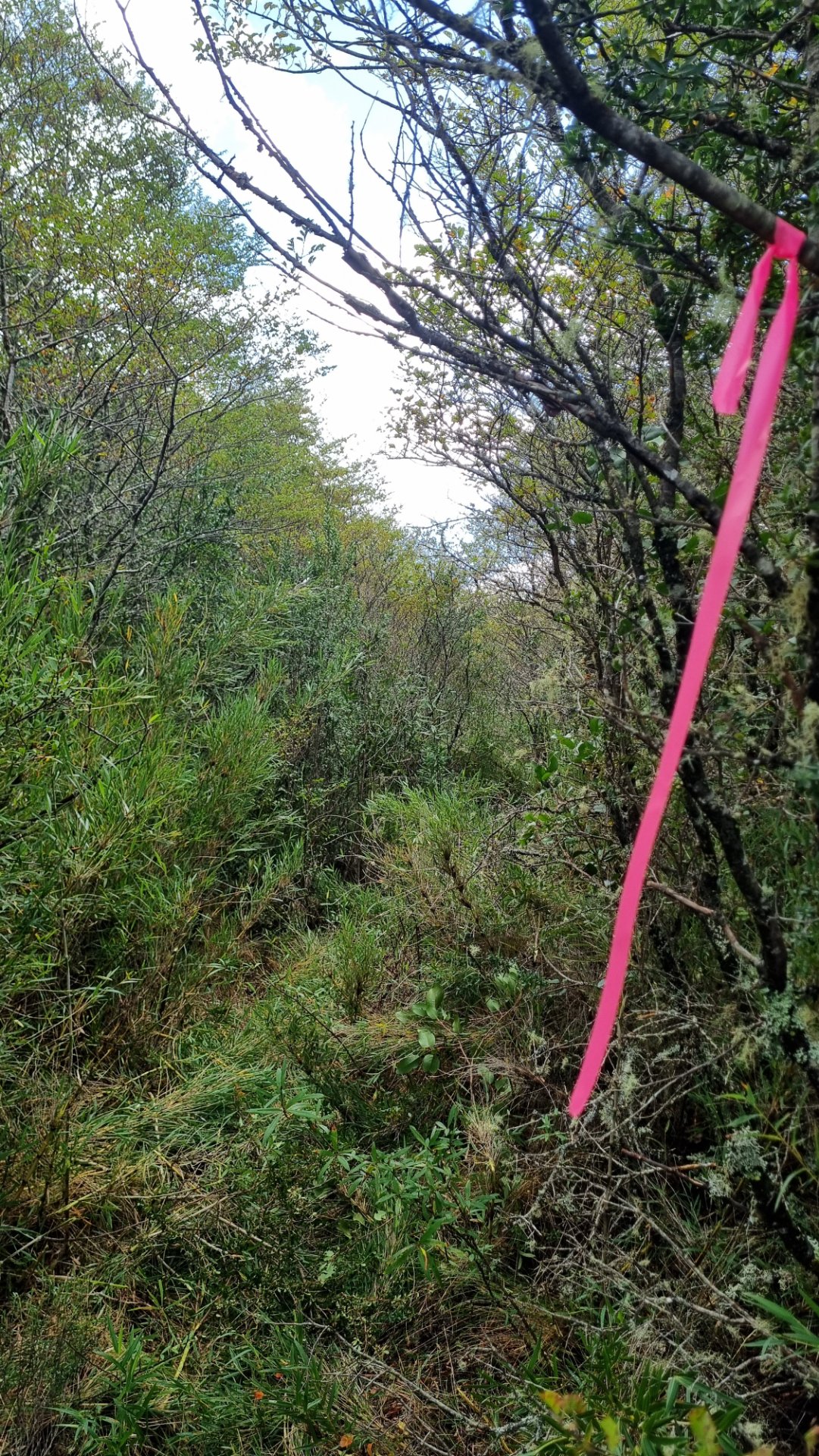 Proceso de trazado y apertura de sendero