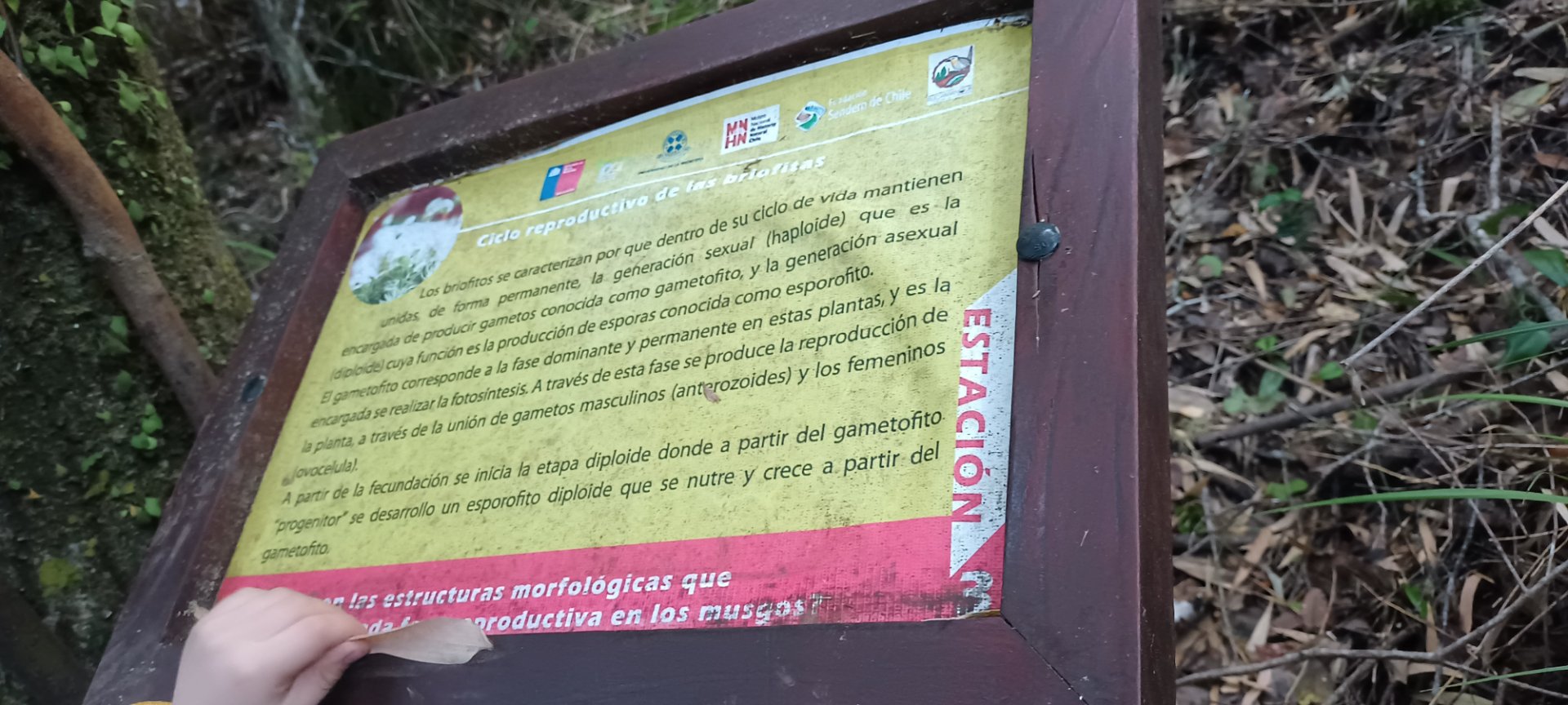 Estación inclusiva con enlace APP , Parque Rucamanque