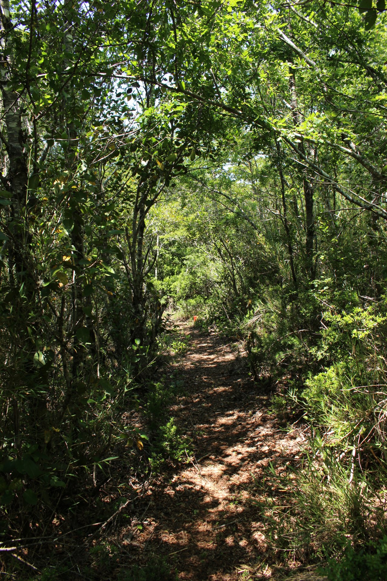 Infraestructura de Sendero como base para la conservación e investigación